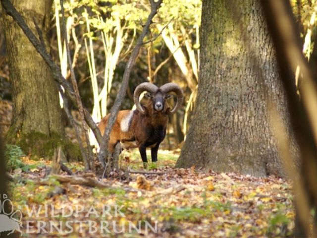 Wildpark Ernstbrunn