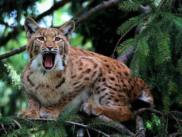 Alpenzoo Innsbruck-Tirol
