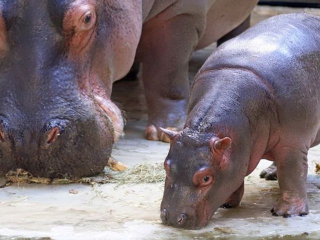 Zoologischer Stadtgarten Kasse Nord, Eingang Nord