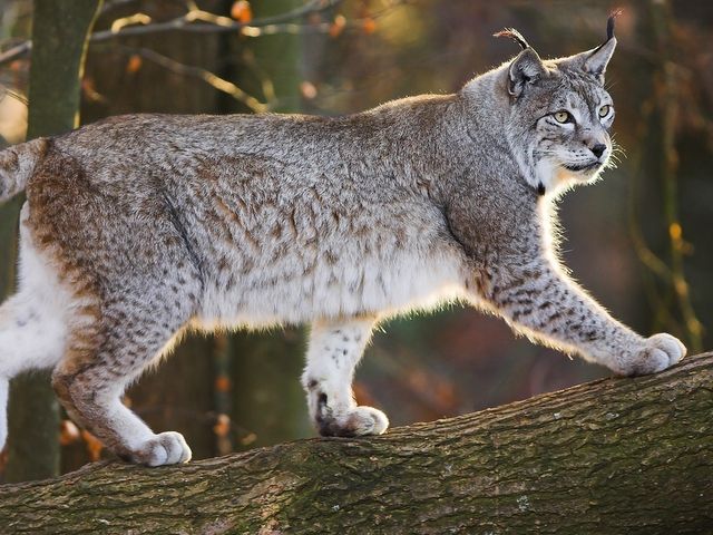 Wildpark Parkplatz