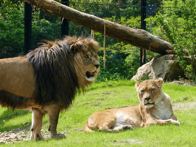 Zoo Heidelberg
