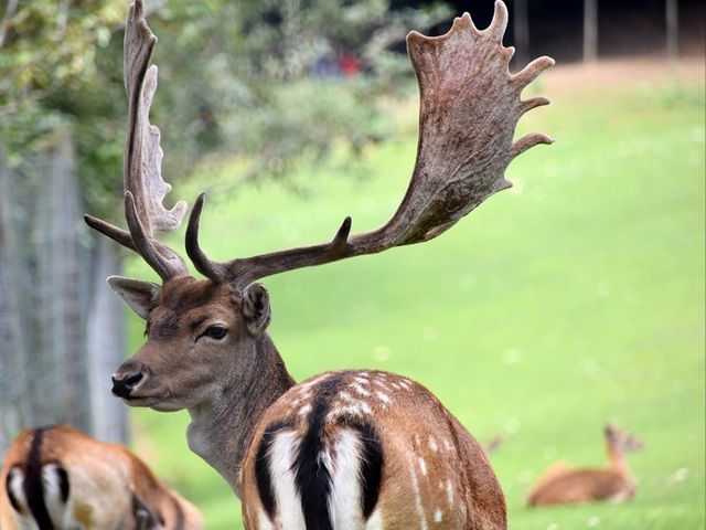 Wildpark Sonnenhalde