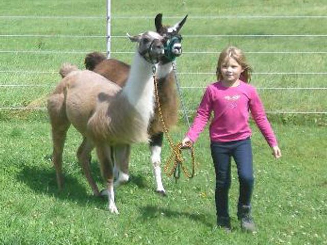 Mangfall-Lamas